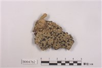 藏品(殼狀地衣 )的圖片